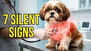 7 Silent Signs Your Shih Tzu Is Suffering (Most Owners Miss This)