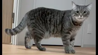 猫のぽっちゃり疑惑を検証してみました