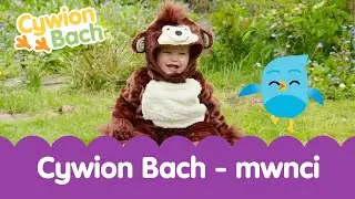 Cywion Bach - Mwnci 🐵 | Welsh Toddler - Learn First Welsh Words Monkey 🐒