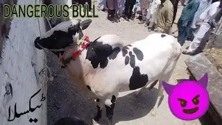 DANGEROUS BULL UNLOADING.SEASON 2024#subscribe