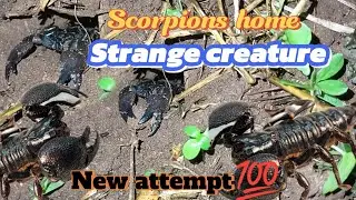 part 2 ஒரு வித்தியாசமான முயற்சி இந்த காட்சிகள் | A different attempt at these scenes #Scorpion home