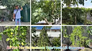 CUỘC SỐNG ÚC l THAM QUAN VƯỜN CÂY ĂN TRÁI NHÀ CHỊ THUỶ TIÊN VÙNG NOBLE PARK l ĂN THỬ 5 LOẠI TÁO TÀU