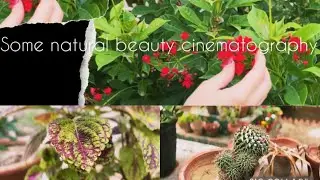Cinematography || Natural Beauty || Karachi