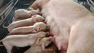 babi kecil lucu lagi nyusu