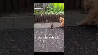 Rat Attack Cat