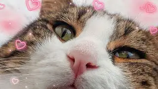 Meow zoomcat ( part 2 ) Cat purring edition