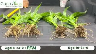 PFM Technology: How CultivAce Transforms Phosphate Fertilizer Efficiency
