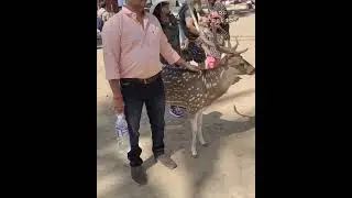 Ross Island | Deers 🦌🦌