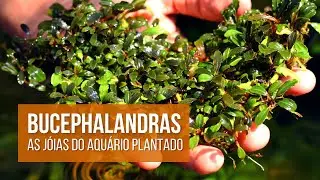 💎Bucephalandra | Cuidados e Ficha Técnica | AquaPlante💎