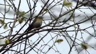 Chiffchaff, untipical song 2