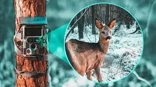 Reh im Schnee auf Kamerafalle erwischt | Wildkamera Update Januar 2024 | Campark TC 22