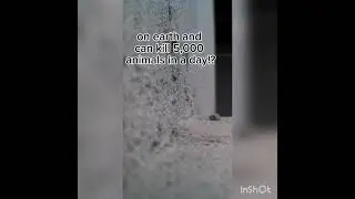 fact about ant #facts #shorts #blue #animals