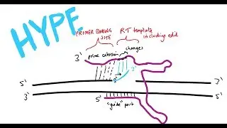 Prime editing (another way to edit genes)