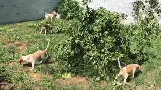 Chasse au lapin sp&eacute;cial chiot