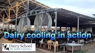 Cow cooling system in action
