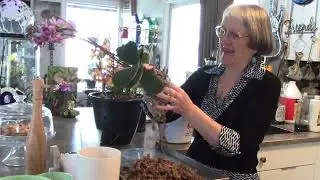 New Orchid (prepare for experiment) Checking Dendrobium that froze, Thrift Store Bargain