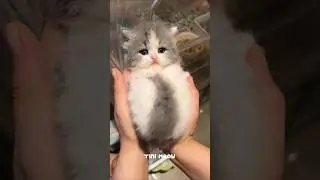 Cutest Kittens on the Internet! 😻💖 Too Adorable to Handle #Shorts
