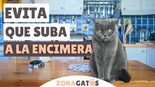 Cómo EVITAR que tu gato se SUBA A LA ENCIMERA de la cocina ✔️ (o a cualquier otro mueble)