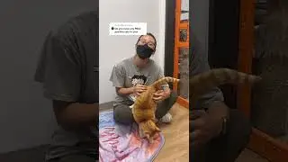 лейкемия у кошек