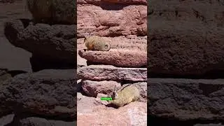 Vizcacha andina