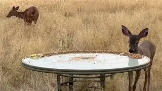 Deer Family 🦌 Twin, Grayson, and Little One