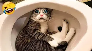 Ты смеёшься &mdash; ты проиграл 😆🎀 Милый и смешной кот 2025 🐾