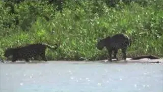 Pantanal Wildlife Adventure | Brazil Safari
