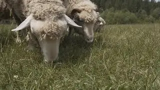 Pair Of Sheep Eating Grass Stock Video