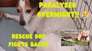 RESCUE DOG FIGHTS BACK AFTER BEING PARALYSED OVERNIGHT!! &hearts;️&hearts;️