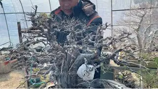 「生长季」｜雀梅盆景修剪要点Growing Season | Key Pruning Points for Sageretia Bonsai 