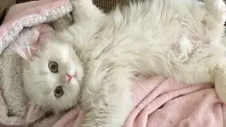 kitty whiskerzz
