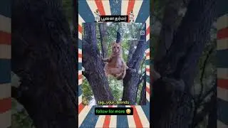 cat fan videos