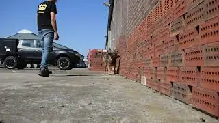Detection Dogs - K10 Workingdogs B.V. Holland