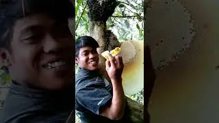 inilah proses panen Madu Murni