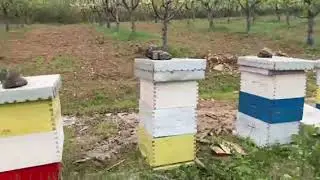 Aronija i pčelnjaci