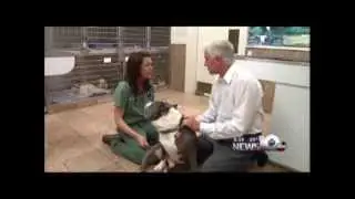 Pet Connection Extra - Take Your Pet's Temperature