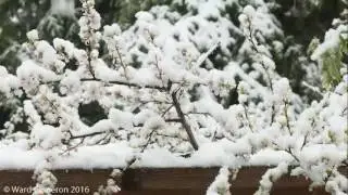 Spring Snowstorm in Canmore, May 24, 2017