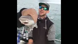 StrictlyOZ Fishing Western Port Bay Elephant Shark & small gummy sharks
