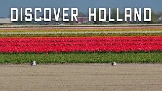 Tulip Fields in the Netherlands | Discover Holland | 4K DJI Drone Shots