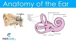 Anatomy and Physiology of the Ear