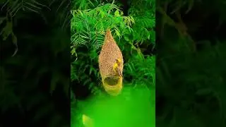 Amazon Birds In The Wild#travel#nature #shorts