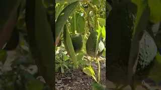 wow this amazing fruits of avocado so abundant of fruits  #avocadofarm #avocado