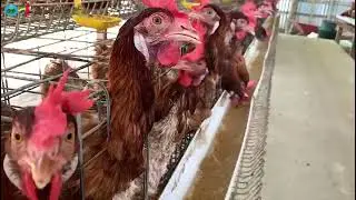 Program Pengabdian kepada Masyarakat Politeknik Negeri Jember (Feed Mixing Technology)