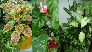 3 vasos com plantas que podem ficar juntas