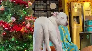 Спасательные собаки и кошки готовятся к Рождеству на острове Мауи, Гавайи. Все украшения на рожде...