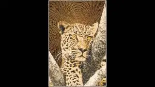 Embird embroidery software program: digitizing an african leopard