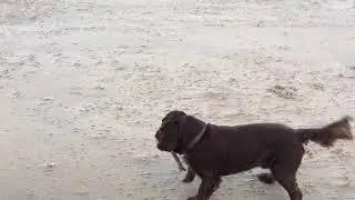 Alexander op 2e Kerstdag