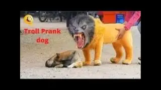 Fake Lion Prank Dog  Can Not Stop Laugh - Funny Prank Video 2021 - Laughter is health
