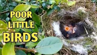 We found a bird nest with baby birds while we cutting down the over grown trellis in our garden