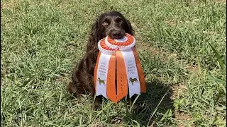 JUNE - HRC Started Hunt Test Passes